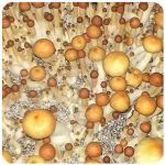Псилоцибиновые (галлюциногенные)  грибы Psilocybin "Golden Teacher" в Голицыно