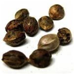 Семена марихуаны АК-47  (Seeds AK-47) в Голицыно